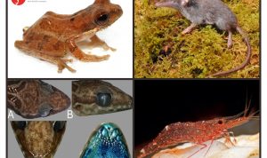 BRIN Temukan 88 Spesies Baru Flora dan Fauna, Terbanyak di Sulawesi