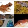 BRIN Temukan 88 Spesies Baru Flora dan Fauna, Terbanyak di Sulawesi