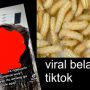 Belatung di Kelamin Wanita Pernah Terjadi, Ini Kisahnya!