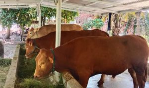 Penyakit Mulut dan Kuku Sapi tak Berbahaya pada Manusia