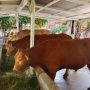Penyakit Mulut dan Kuku Sapi tak Berbahaya pada Manusia