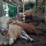 Satgas PMK: Sapi Wajib Vaksinasi