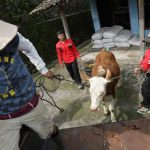 Satgas: 106.925 Hewan Sembuh dari Penyakit Mulut dan Kuku