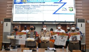 KKP dan Polri Gagalkan Penyelundupan Benih Lobster Senilai Rp3,9 M