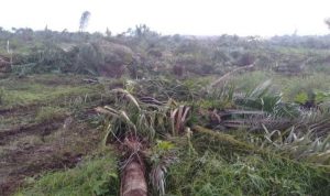 PT BTIIG Serobot Lahan Sawit Warga di Morowali