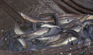Dua Kabupaten di Sulteng Masuk Kawasan Pelarangan Penangkapan Ikan Sidat