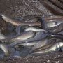 Dua Kabupaten di Sulteng Masuk Kawasan Pelarangan Penangkapan Ikan Sidat