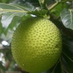5 Manfaat Buah Sukun Bagi Kesehatan Tubuh