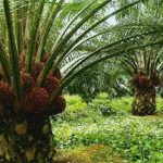 PT ANA Diminta Berhenti Operasi di Kabupaten Morowali Utara