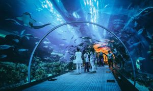 Ini dia 6 Wahana Terbaik Lengkap dengan Harga Tiket Jakarta Aquarium