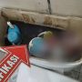 Mayat Bayi Ditemukan pada Tangki Air Closet di RS Anutapura