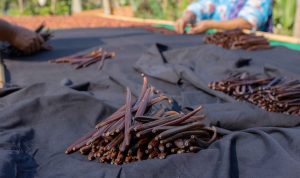 Vanili, “Si Emas Hitam” yang Menjanjikan, Harga Global Capai EUR270,40 per Kilo