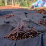 Vanili, “Si Emas Hitam” yang Menjanjikan, Harga Global Capai EUR270,40 per Kilo