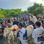 Ahmad Ali Buka Lomba Karapan Sapi di Donggala, Dukung Pengembangan Olahraga Tradisional