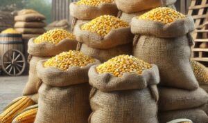 Kabar Gembira, Harga Jagung Ditetapkan Rp5.500 per Kg, Petani Diuntungkan