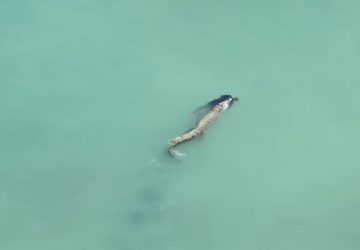 Pantai Talise Tak Aman, Buaya Palu Serang Pria 51 Tahun Hingga Meninggal