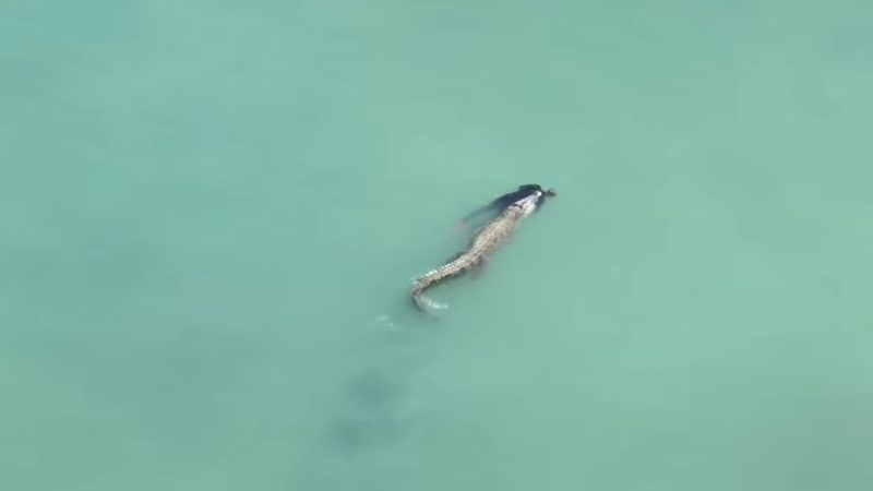 Pantai Talise Tak Aman, Buaya Palu Serang Pria 51 Tahun Hingga Meninggal