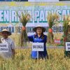 Panen Raya di Desa Siboang, Bupati Vera Targetkan Produksi Padi Capai 7 Ton per Hektare