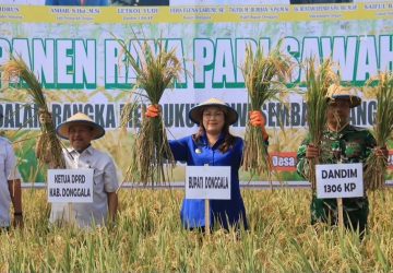 Panen Raya di Desa Siboang, Bupati Vera Targetkan Produksi Padi Capai 7 Ton per Hektare