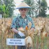 Panen Raya Jagung di Sigi, DPRD Sulteng Sebut Kolaborasi Lintas Sektor Perlu Terus Diperkuat
