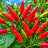 Harga Cabai dan Bawang Merah Kompak Turun