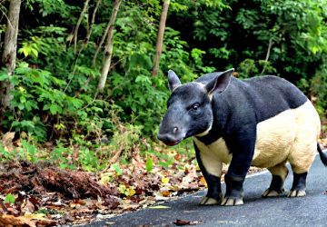Mengenal Tapir Asia yang Viral, Satwa Asli Sumatera Ini Ternyata Punya Peran Besar Menjaga Hutan