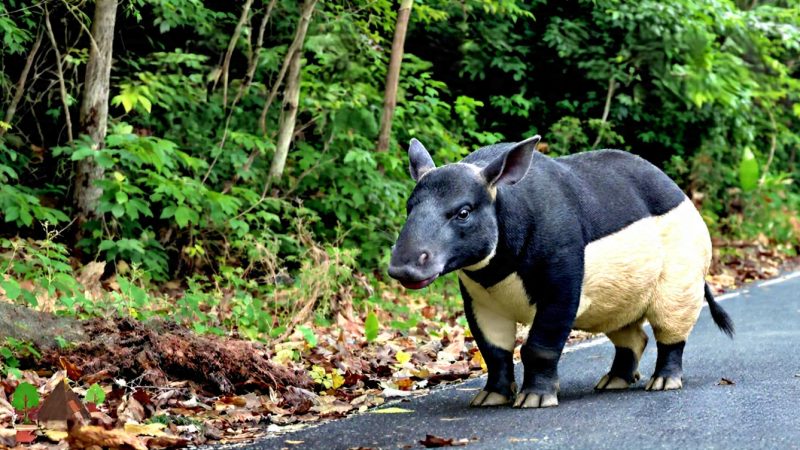 Mengenal Tapir Asia yang Viral, Satwa Asli Sumatera Ini Ternyata Punya Peran Besar Menjaga Hutan