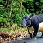 Mengenal Tapir Asia yang Viral, Satwa Asli Sumatera Ini Ternyata Punya Peran Besar Menjaga Hutan