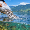 DKP Sulteng Minta Penebaran Ikan Nila di Danau Poso Dievaluasi